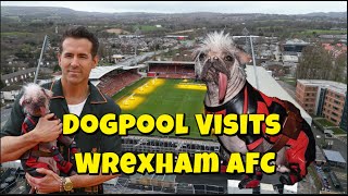 Wrexham AFC Visited by Dogpool