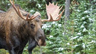 Bull Moose Warming Up for The Rutting Season in Canada's Rockies