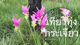 Travel to Thung Krachiao, Thep Sathit, thailand เที่ยว ทุ่งกระเจียว ป่าหืนงาม เทพสถิต ชัยภูมิ