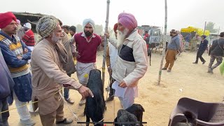 ਸਾਰੀ ਮੰਡੀ ਰਾਜੂ ਪਿੱਛੇ || Tungwali Bakra Mandi || Goat farm || Punjabi vlogs || #tungwalibakramandi