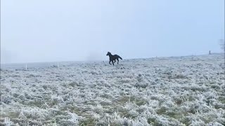 スウェーデンの雪原を駆けるジェニアル【ディープインパクト後継種牡馬】