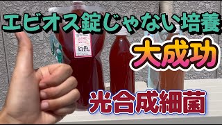 エビオス錠を使わないで光合成細菌を培養