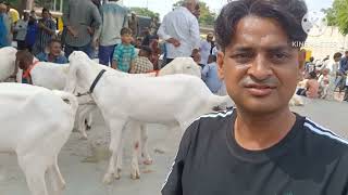 Riverfront Bakra Mandi on Sunday 15 September 2024