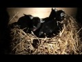 Jonge geitjes op de kinderboerderij in Gennep.