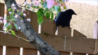 Laughing Crow.Röhögő  Varjú.