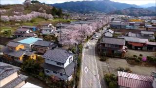 【空撮】城下町小幡の桜並木（ちょっと残念！）