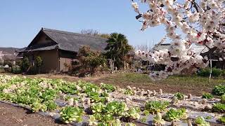 【岐阜県各務原市（かかみがはらし）　田園風景】　2023年3月上旬　　Gifu-Japan