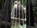 オオワシの鳴き声　上野動物園