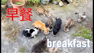 早晨餵流浪貓的盛況｜The grand occasion of feeding stray cats in the morning【浪貓餵食記｜Feed Stray Cats Volg 】#喵咪