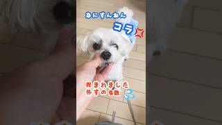 マナーパンツに執着する愛犬①#マルチーズ＃犬＃マナーパンツ＃執着＃怒る