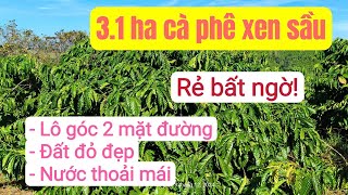 Bán vườn cà phê xen sầu riêng giá rẻ, mua bán bất động sản đất rẫy tây nguyên, gần dân cư