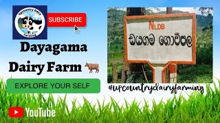 Lets explore the Dayagama Dairy Farm | ඩයගම කිරි ගොවිපළ | 🐂🐄  #upcountrydairyfarming