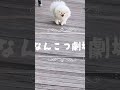 初めての動画を作りました🎥　#pekingese #pomeranian #なんこつ #いぬ #ペキポメ #ポメペキ #わんこ #犬