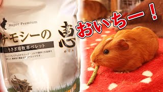 モルモット１０匹にチモシーの恵をあげてみた結果・・【guineapig】