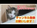 新しい爪とぎに喜ぶねこ