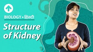 Structure of Kidney  | Hindi | Excretory System | Biology | Class 10