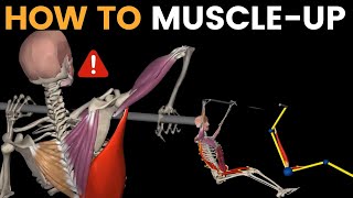 How To Perform The Muscle Ups | Anatomy & Biomechanics view