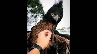 A magnificent species of birds   black chestnut eagle