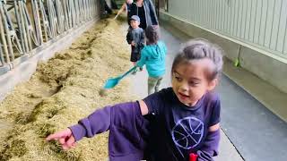 Ally B @ Eco Dairy Farm in Abbotsford, British Columbia Canada. visited the farm to meet their Cows.