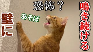 【恐怖？】壁に向かってずっと鳴き続ける茶トラ猫