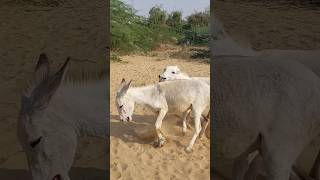 Donkeys | #animals #gadha #shorts #youtubeshorts