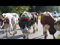 switzerland gruyère charmey désalpe des vaches スイス グリュイエール地方 シャーメイ村 牛の下山