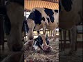 people and animals live in harmony live action dairy cow its life will not be lonely anymore