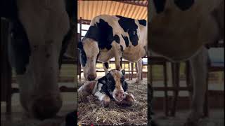 People and animals live in harmony #Live action #Dairy cow #Its life will not be lonely anymore