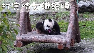 《熊貓早晚安》打完哈欠繼續睡 | iPanda熊貓頻道