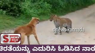 S NEWS ಕನ್ನಡ : ನಾಯಿ ಎದುರು ಬಾಲ ಮುದುರಿದ ಚಿರತೆ