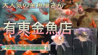 有東金魚店③【静岡市の金魚屋】