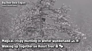 FOBBV CAM🦅Magical Crispy Morning In Winter Wonderland🌅❄️Waking Up Together On Roost Tree🌲💕2023-03-23