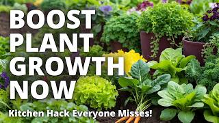 Supercharge Your Plants with this Rice Water Hack