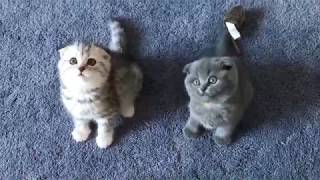 Scottish Fold Kittens Playing