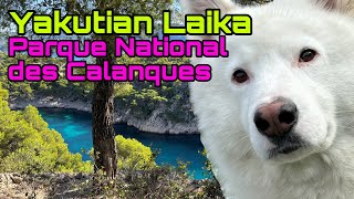 The Yakutian Laika’s Adventure in Calanques National Park! #yakutianlaika #calanques #france #pets