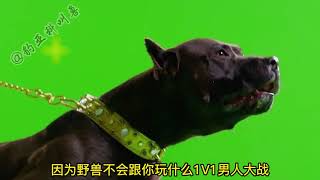 堪比生化战士的专业斗犬到底能有多凶残？#比特犬 #神奇动物在抖音 #猛犬 #棕熊 #动物世界