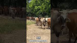 Novias Brahman, receptoras Simbrah y cría Brahman 🐮🌱