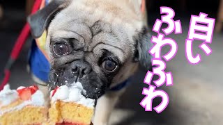 【パグ仔犬】初めてのお呼ばれで素敵なものに出会った7ヵ月のパグ_pug115