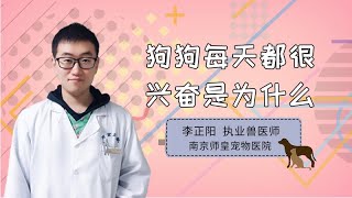 狗狗每天都很興奮是為什么