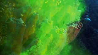 Sponges - Filter Feeding Made Visible