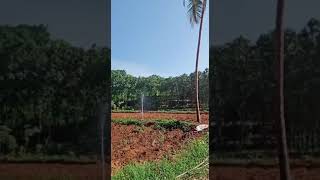 തീറ്റപുൽ കൃഷിക്ക് എങ്ങനെ വെള്ളം നനക്കാം