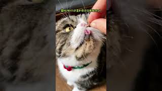 猫🐱狗🐶通吃的零食冻干，N种吃法大满足😋 #宠爱野一点