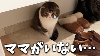 【悲報】ママがいなくなって絶望する親子猫