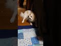 ハナのここほれワンワン😀 shorts pets pomeranian dog