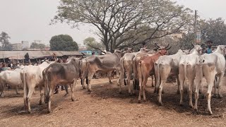 ২২/২/২০২৫/ক্রেতা না থাকায়  মাথায় হাত কমে গেল ইন্ডিয়ান বলদ এর দাম ০১৭৭৩৯৪৯৯৭৪