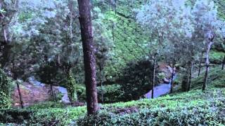 Valparai   Blue whistling thrush 2