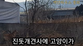 진돗개와고양이 담을 사이에두고 38선