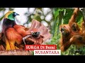 Melihat Kekayaan Alam Indonesia: Flora dan Fauna yang Ajaib dan Unik