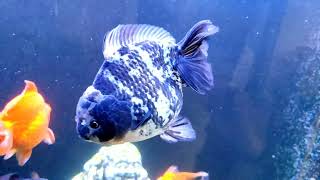 white tiger giant yuan bao oranda