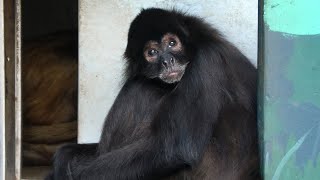 ジェフロイクモザル【江戸川区自然動物園】